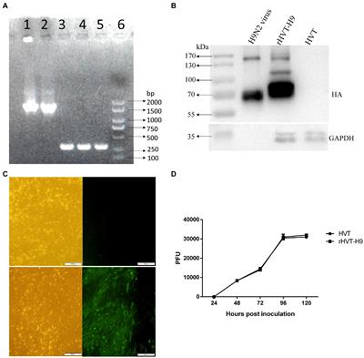 Efficacy of a recombinant turkey herpesvirus (H9) vaccine against H9N2 avian influenza virus in chickens with maternal-derived antibodies